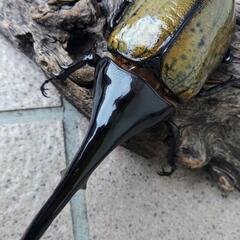 ヘラクレスオオカブトムシ♂単品
