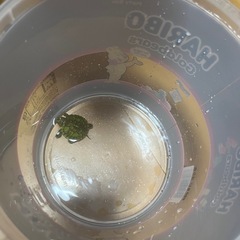 アカミミガメの里親を募集しています。