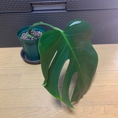 斑入りモンステラ　1鉢②の画像