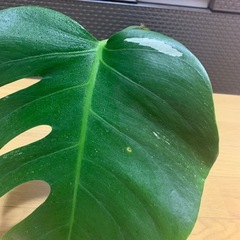 斑入りモンステラ　1鉢②の画像