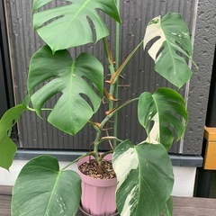 斑入りモンステラ　1鉢①