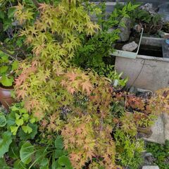 モミジ（葉が小さい）の画像