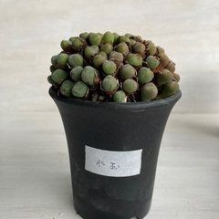 多肉植物　コノフィツム　水玉