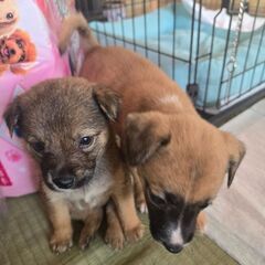 ミックス犬　里親募集中です。