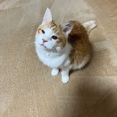 里親さん募集