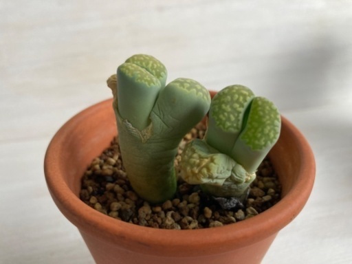 多肉植物リトープス緑福来玉 (ことり) 向ヶ丘遊園の家庭用品