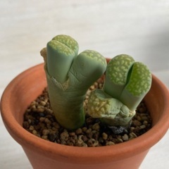 多肉植物　リトープス　緑福来玉