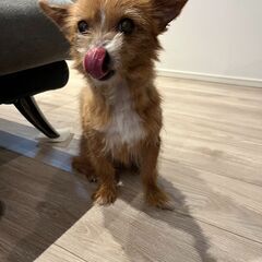 ミックス　６歳ぐらい