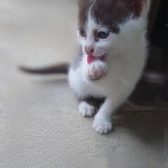 子猫　（ハチワレ）家族に迎えてください