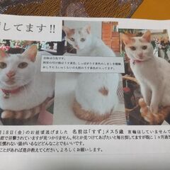 迷い猫を探してます！