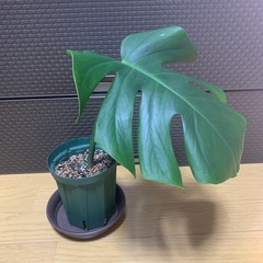 斑入りモンステラ　1鉢③の画像