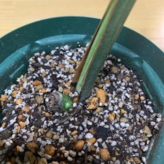 斑入りモンステラ　1鉢③の画像