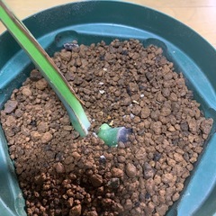 斑入りモンステラ　1鉢④の画像