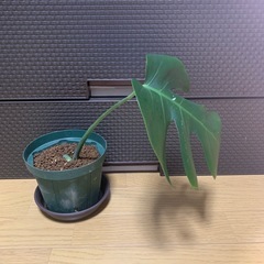 斑入りモンステラ　1鉢④の画像