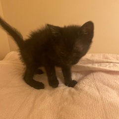 【里親募集生後1ヶ月】真っ黒子猫ちゃん