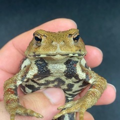 ニホンヒキガエル 1匹 その② ヒキガエル
