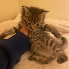 【里親募集生後1ヶ月】キジトラちゃん①