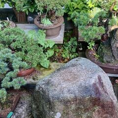 ◆盆栽　何点か売れました…がまだ在庫有◇