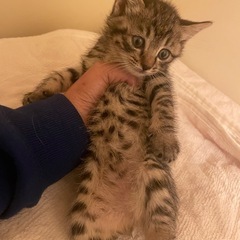 【里親募集生後1ヶ月】キジトラちゃん②