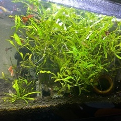 熱帯魚🐠エンドラーズライブベアラ-&水草🌱
の画像