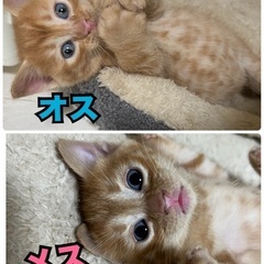 1ヶ月半の子猫🐱茶トラ♂♀兄妹の里親募集♪幸せを呼ぶ鍵しっぽ🍀