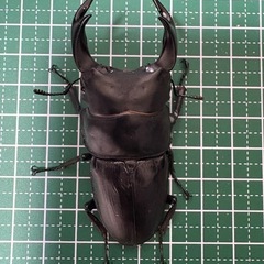 【即ブリ】オオクワガタ♂（74.2mm）