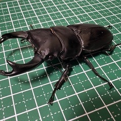 【受付終了】【即ブリ】オオクワガタ♂（74.2mm）の画像