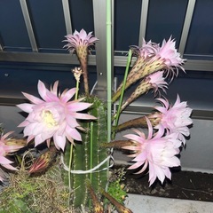 サボテン🌵綺麗な花が咲きますの画像