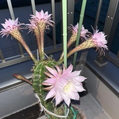 サボテン🌵綺麗な花が咲きますの画像