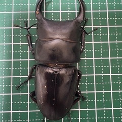 【即ブリ】オオクワガタ♂（74.7mm）