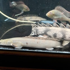 ポリプテルスビキールビキール　古代魚　水槽整理