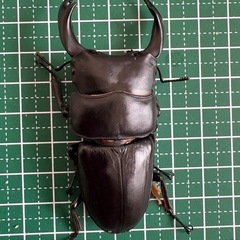 【即ブリ】オオクワガタ♂（75.8mm）