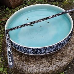 花器&メダカと水草の画像