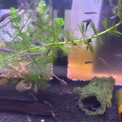 ニューレインボースネークヘッド　稚魚
