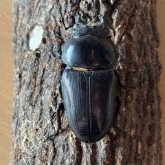 国産オオクワガタ成虫♀能勢YG
