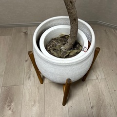 🔴本日限定無料‼️【枯れたアムステルダムキング】の画像