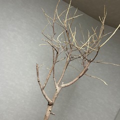 🔴本日限定無料‼️【枯れたアムステルダムキング】の画像