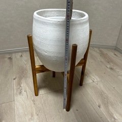 🔴本日限定無料‼️【枯れたアムステルダムキング】の画像