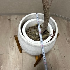 🔴本日限定無料‼️【枯れたアムステルダムキング】の画像