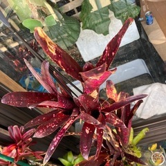 ビルベルギア ハレルヤ 子株の画像