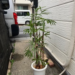 観葉植物　シュロチク