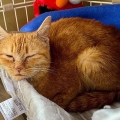 【里親さん募集しています！】茶トラ女の子約1歳です。 - 猫