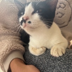 生後6ヶ月 子猫