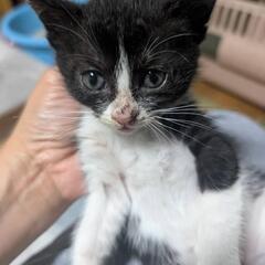 4月12日生まれの仔猫達(代理投稿)🙇‍♀️最初の写真の女の子