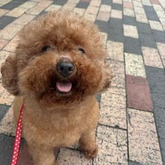 人も犬も大好き！！明るく元気いっぱいなトイプードルの女の子です！！