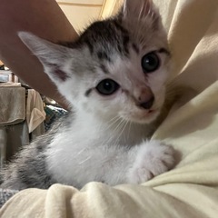 生後2ヶ月ぐらいの男の子