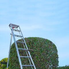 植栽伐採、雑草除去、植栽剪定なら 【植栽伐採の生活レスキュー隊 流山支店】 - 流山市