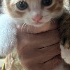 子猫生後1ヶ月ほど　オス