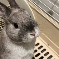 ネザーランドドワーフ