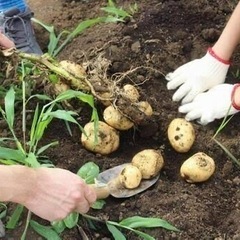 再募集　5月31日　6月1日　じゃがいも拾い